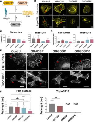 Cells Dynamically Adapt to Surface Geometry by Remodeling Their Focal Adhesions and Actin Cytoskeleton